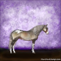 Horse Color:Silver Blue Onyx Sabino Appaloosa Rabicano