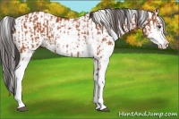Horse Color:Bay Sabino and Bay Sabino Appaloosa