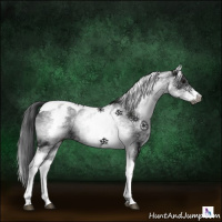 Horse Color:Gray White Spotted Smoky Black Tobiano 
