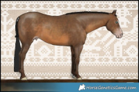 Horse Color:Gray Sable Champagne Sabino