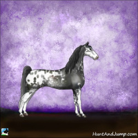 Horse Color:Black Sabino Appaloosa Rabicano