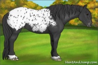 Horse Color:Black Appaloosa