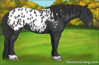 Horse Color:Black Appaloosa 