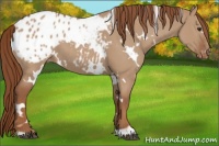 Horse Color:White Spotted Red Dun Appaloosa 