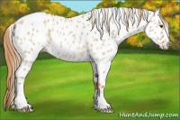 Horse Color:White Spotted Red Dun Appaloosa