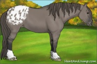 Horse Color:Grullo Appaloosa 