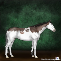 Horse Color:Gray Bay Roan Splash