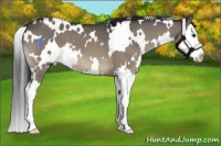 Horse Color:White Spotted Brown Dun Splash 