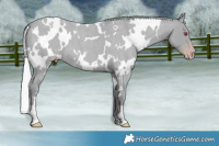Horse Color:Gray White Spotted Silver Classic Cream Champagne Chinchilla Roan 