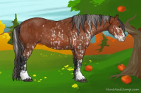 Horse Color:Silver Bay Sabino  and Bay Sabino 