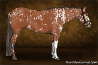 Horse Color:Bay Sabino  and Bay 