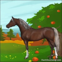 Horse Color:Silver Brown Rabicano 