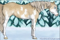 Horse Color:Chocolate Palomino Dun Splash 