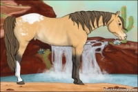 Horse Color:Buckskin Appaloosa Rabicano 