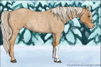 Horse Color:Palomino Roan Appaloosa Rabicano 