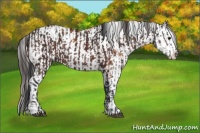 Horse Color:Brown Sabino  and Bay Sabino Appaloosa 