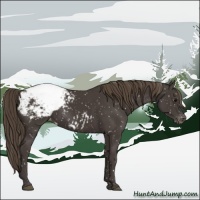 Horse Color:Smoky Black Appaloosa 