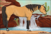 Horse Color:Buckskin 