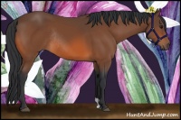 Horse Color:Bay Rabicano 