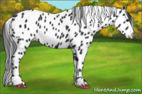 Horse Color:Black Appaloosa