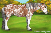 Horse Color:Bay Sabino  and Bay Sabino 
