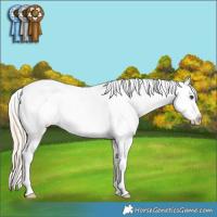 Horse Color:Palomino Roan Splash Varnish 