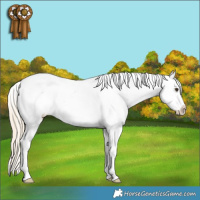 Horse Color:Palomino Roan Splash Appaloosa 