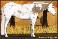 Horse Color:White Spotted Chocolate Palomino Roan Splash Appaloosa