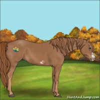 Horse Color:Chestnut Splash Frame  and Chestnut Splash Frame 