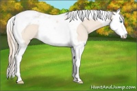 Horse Color:Perlino Splash Tobiano 