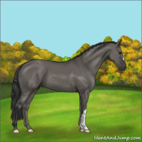 Horse Color:Grullo