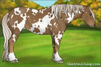 Horse Color:White Spotted Chocolate Palomino