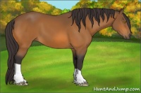 Horse Color:Buckskin 