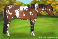 Horse Color:White Spotted Buckskin Rabicano