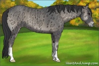 Horse Color:Blue Onyx Ice