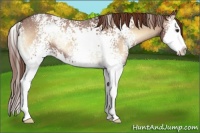 Horse Color:White Spotted Red Onyx Roan Splash Appaloosa 