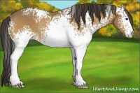Horse Color:White Spotted Buckskin Sabino Rabicano 