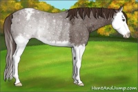 Horse Color:Liver Chestnut Ice Sabino Splash Appaloosa Rabicano