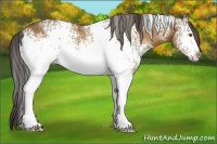 Horse Color:White Spotted Buckskin 