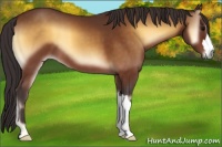 Horse Color:Buckskin Onyx
