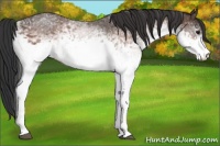 Horse Color:White Spotted Bay 