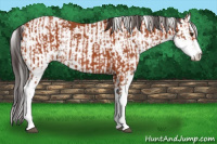 Horse Color:Bay Sabino  and Bay Sabino 