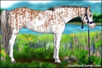 Horse Color:Bay Sabino and Amber Champagne Sabino