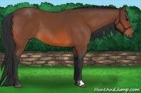 Horse Color:Bay 