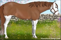 Horse Color:Chestnut Splash 