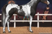 Horse Color:Liver Chestnut Tobiano 