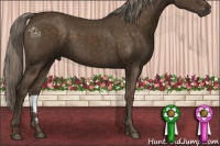 Horse Color:Chocolate Palomino 