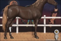 Horse Color:Liver Chestnut 