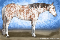 Horse Color:Bay Sabino  and Amber Champagne Sabino 