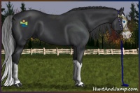 Horse Color:Black Splash